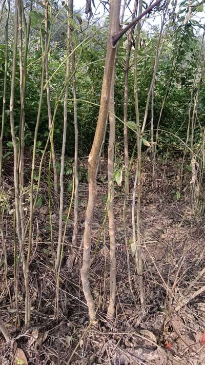 出售臭椿苗，巨峰葡萄苗。药用连翘苗，科研五号优质种苗，2/5年苗，药用连翘树，挂果树，全国包邮到家！财富密码18534302961