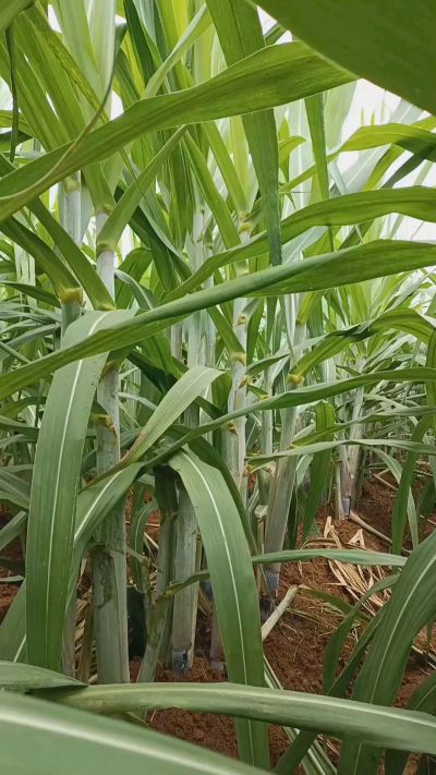 广西黑皮果蔗，从苗期到生长期全过程，高度，叶子长式