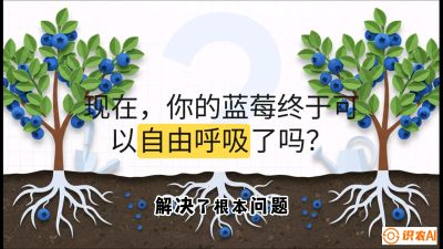 第3节：别把树&ldquo;憋死&rdquo;&mdash;&mdash;正确的定植与换盆手法,   课程：《蓝莓&ldquo;高产&rdquo;实战课：从选苗到丰收的10个关键点》