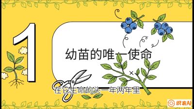 第6节：修剪决定产量（上）&mdash;&mdash;幼苗期与生长期修剪， 课程：《蓝莓&ldquo;高产&rdquo;实战课：从选苗到丰收的10个关键点》