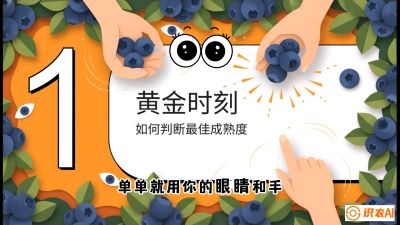 第10节：完美的&ldquo;果粉&rdquo;&mdash;&mdash;采摘时机与保鲜， 课程：《蓝莓&ldquo;高产&rdquo;实战课：从选苗到丰收的10个关键点》