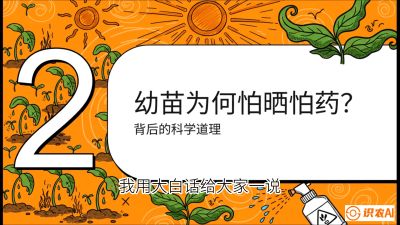 第02节：幼树管理&mdash;&mdash;&ldquo;防晒又防草，树势起得早&rdquo;，课程：《槟榔种植：从不懂到精通的10堂必修课》