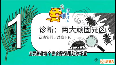 第06节：顽固虫害防治&mdash;&mdash;&ldquo;钻心虫与红蜘蛛，打准时间才服输&rdquo;《槟榔种植：从不懂到精通的10堂必修课》