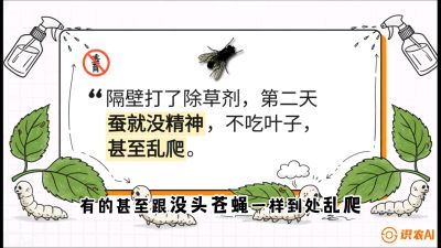 第05节：养蚕人的&ldquo;排雷战&rdquo;&mdash;&mdash;除草剂的生死禁忌，课程：《桑海淘金：桑树高产与蚕桑安全进阶实战课》