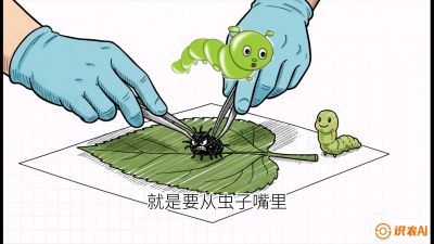 第07节：虫口夺叶（下）&mdash;&mdash;不得不打药时的&ldquo;解毒术&rdquo;，课程：《桑海淘金：桑树高产与蚕桑安全进阶实战课》