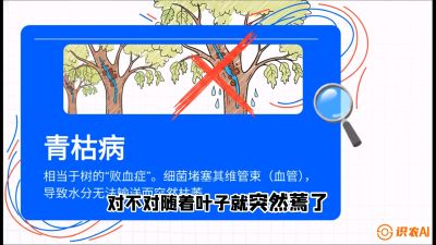 第08节：看不见的杀手&mdash;&mdash;青枯病与萎缩病，课程：《桑海淘金：桑树高产与蚕桑安全进阶实战课》