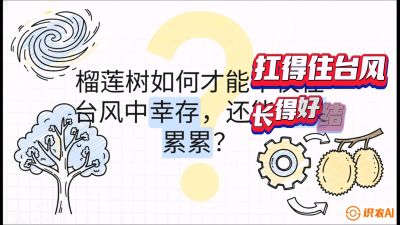 第四节：中国榴莲突围战：为生存重塑权型，抗台风矮化栽培与力学牵引，课程：《国产榴莲突围战：从泰国经验到中国实操的8堂必修课（高阶实战版）》