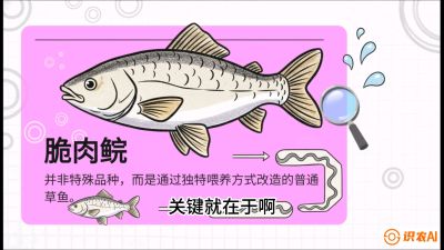 第六节：【老品升级&middot;脆肉鲩】如何让草鱼身价翻倍？，课程：《黄金鳞甲：2025中国淡水鱼高效养殖实战营》