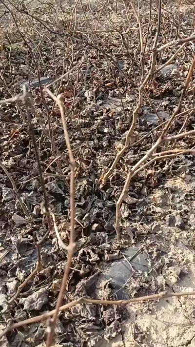 出售巨峰葡萄苗。药用连翘苗，科研五号优质种苗，2/5年苗，药用连翘树，挂果树，全国包邮到家！财富密码18534302961