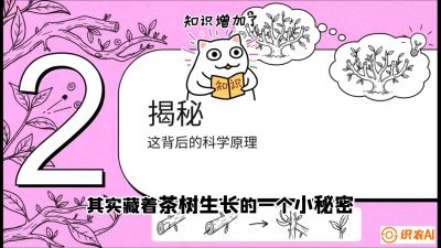 第04节（修剪篇）：树势复活术：从&ldquo;越剪越弱&rdquo;到&ldquo;枝繁叶茂&rdquo;的能量管理与夏秋茶逆袭，课程：《茶金时代：从&ldquo;看天吃饭&rdquo;到&ldquo;精准控局&rdquo;的茶叶高产提质实战课》