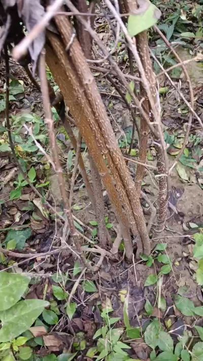 出售药用连翘苗，科研五号优质种苗，2/5年苗，药用连翘树，挂果树，全国包邮到家！财富密码18534302961出售药用连翘苗，科研五号优质种苗，2/5年苗，药用连翘树，挂果树，全国包邮到家！财富密码1