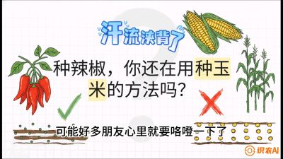 第1节：【品种定江山】工业辣椒vs小米辣：底肥公式与密度陷阱的&ldquo;百万生意经&rdquo;，课程：《辣椒种植实战特训营，从工业辣椒到精品小米辣，教你如何把&ldquo;草&rdquo;种成&ldquo;金&rdquo;》