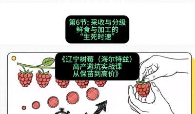 第六节： 采收与分级&mdash;&mdash;鲜食与加工的&ldquo;生死时速&rdquo;，课程：《辽宁树莓（海尔特兹）高产避坑实战课：从保苗到高价》