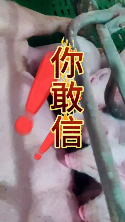 小猪抢不到奶，干瘦不长肉？成活率总上不去？😭
自从用上南商农科这款仔猪补奶机，再也没这烦恼！
✅ 一键设置下料参数，新手也能上手
✅ 恒温补奶，小猪抢着喝，长势超均匀
从车间精工组装到猪场落地使用，每