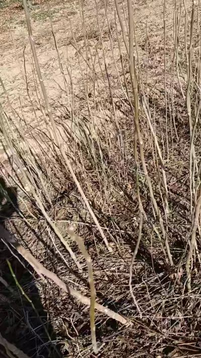 出售臭椿苗，巨峰葡萄苗。药用连翘苗，科研五号优质种苗，2/5年苗，药用连翘树，挂果树，全国包邮到家！财富密码18534302961