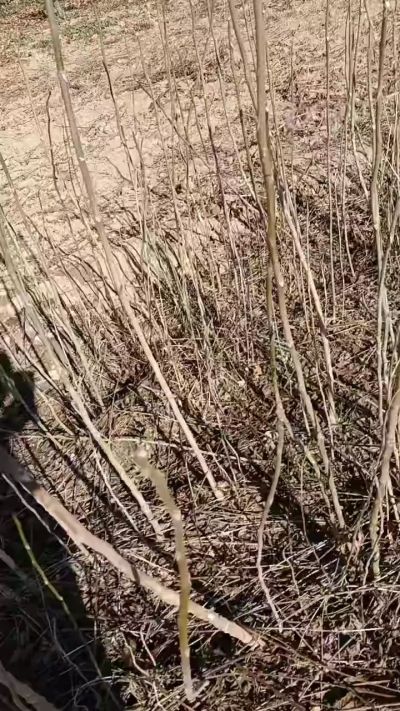 出售臭椿苗，巨峰葡萄苗。药用连翘苗，科研五号优质种苗，2/5年苗，药用连翘树，挂果树，全国包邮到家！财富密码18534302961