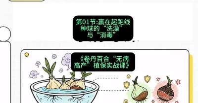 第01节：赢在起跑线&mdash;&mdash;种球的&ldquo;洗澡&rdquo;与&ldquo;消毒&rdquo;，课程：《卷丹百合&ldquo;无病高产&rdquo;植保实战课》#识农AI