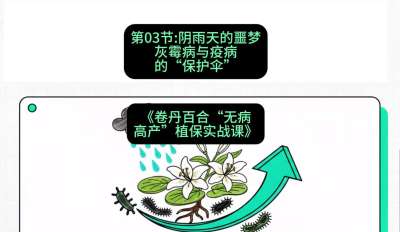 第03节：阴雨天的噩梦&mdash;&mdash;灰霉病与疫病的&ldquo;保护伞&rdquo;，课程：《卷丹百合&ldquo;无病高产&rdquo;植保实战课》#识农AI