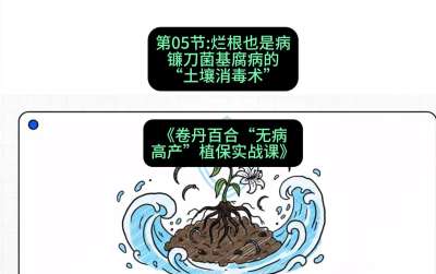 第05节：烂根也是病&mdash;&mdash;镰刀菌基腐病的&ldquo;土壤消毒术&rdquo; ，课程：《卷丹百合&ldquo;无病高产&rdquo;植保实战课》#识农AI
