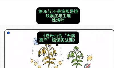 第06节：不是病那是饿&mdash;&mdash;缺素症与生理性烧叶 ，课程：《卷丹百合&ldquo;无病高产&rdquo;植保实战课》#识农AI