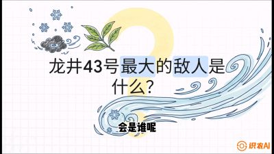 第04节：龙井双璧&mdash;&mdash;龙井43与群体种的差异化护养（重点），课程：《茗茶卫士&mdash;&mdash;茶叶病虫害绿色防控实战课》#识农AI