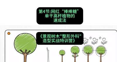 第04节：网红&ldquo;棒棒糖&rdquo;&mdash;&mdash;单干高杆植物的速成法，课程：《景观树木&ldquo;整形外科&rdquo;造型实战特训营》#识农AI