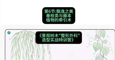 第06节：飘逸之美&mdash;&mdash;垂枝类与藤本植物的牵引术，课程：《景观树木&ldquo;整形外科&rdquo;造型实战特训营》#识农AI