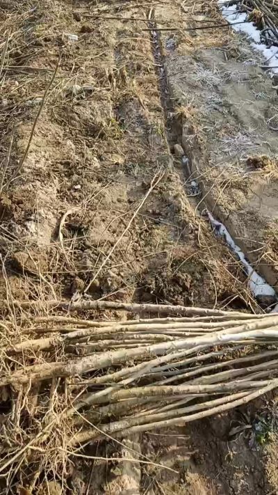 出售臭椿苗，巨峰葡萄苗。药用连翘苗，科研五号优质种苗，2/5年苗，药用连翘树，挂果树，全国包邮到家！财富密码18534302961