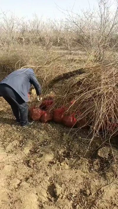 出售药用连翘苗，科研五号优质种苗，2/5年苗，药用连翘树，挂果树，全国包邮到家！财富密码18534302961出售药用连翘苗，科研五号优质种苗，2/5年苗，药用连翘树，挂果树，全国包邮到家！财富密码1