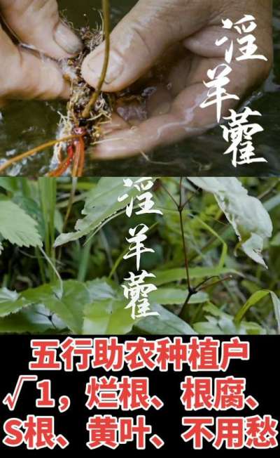 177，1907，0725，V 同号
1  老乡们！种淫羊藿不用乱买肥，咱这款专用肥，针对淫羊藿习性配的，壮苗防烂根，采收多卖钱，用过都回头！
2  咱种淫羊藿图的就是省心高产！专用肥薄肥勤施，苗不烧