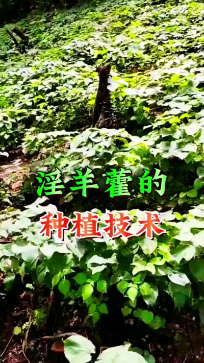 揭秘&ldquo;仙草&rdquo;淫羊藿的种植密码！耐严寒耐贫瘠，林下套种不占耕地，管理简单还能套种其他作物，一亩地的投入两亩地的收益～ 想返乡创业的赶紧码住！ #淫羊藿种植技术 #返乡创业项目 #药材种植指南 #农业新风