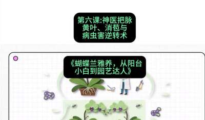 第六节：神医把脉：黄叶、消苞与病虫害逆转术，课程：《蝴蝶兰雅养六讲：从阳台小白到园艺达人》#识农AI