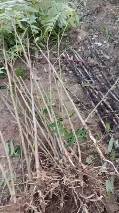 出售臭椿苗，巨峰葡萄苗。药用连翘苗，科研五号优质种苗，2/5年苗，药用连翘树，挂果树，全国包邮到家！财富密码18534302961