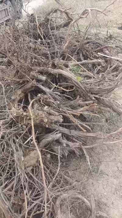 巨峰葡萄树，地径3/6公分，需要联系