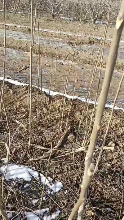 出售臭椿苗，巨峰葡萄苗。药用连翘苗，科研五号优质种苗，2/5年苗，药用连翘树，挂果树，全国包邮到家！财富密码18534302961