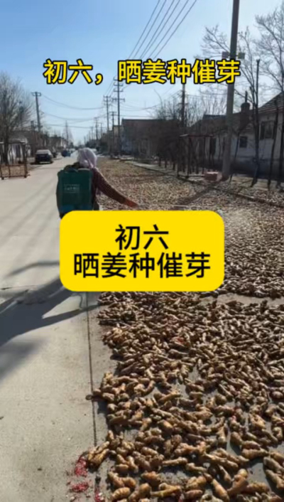 大年初六，晒姜种催芽