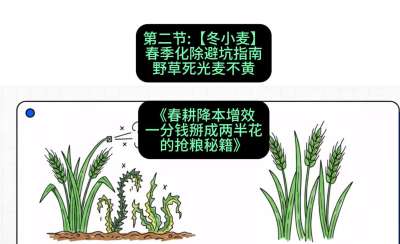 第二节：【冬小麦】春季化除避坑指南，野草死光麦不黄