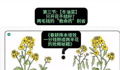 第三节：【冬油菜】只开花不结籽？两毛钱的&ldquo;救命药&rdquo;别省