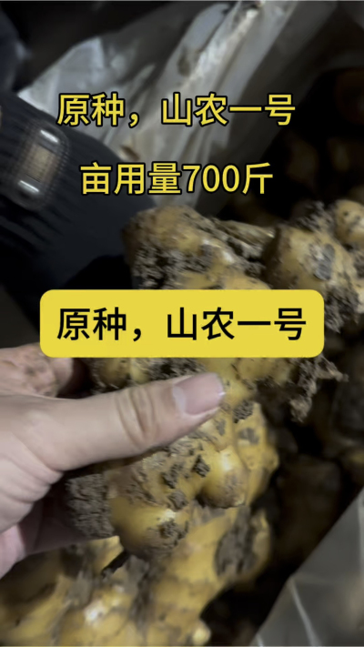 原种，山农一号