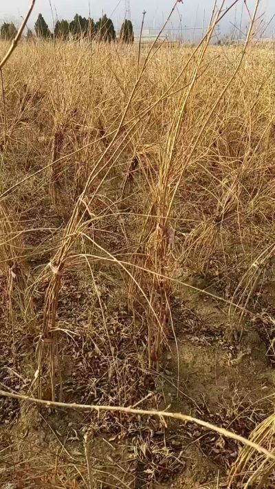 出售药用连翘苗，科研五号优质种苗，2/5年苗，药用连翘树，挂果树，全国包邮到家！财富密码18534302961出售药用连翘苗，科研五号优质种苗，2/5年苗，药用连翘树，挂果树，全国包邮到家！财富密码1