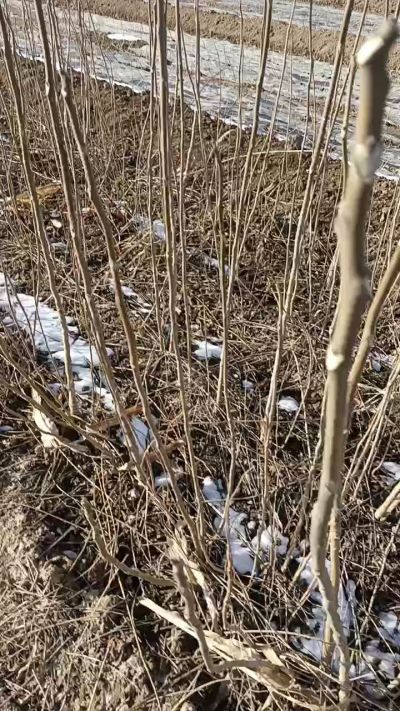 出售臭椿苗，巨峰葡萄苗。药用连翘苗，科研五号优质种苗，2/5年苗，药用连翘树，挂果树，全国包邮到家！财富密码18534302961