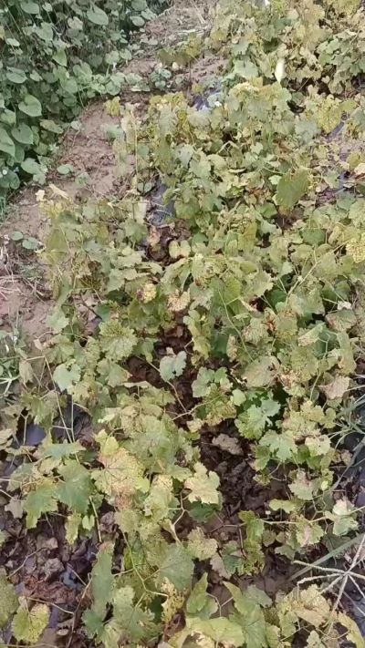 出售巨峰葡萄苗。药用连翘苗，科研五号优质种苗，2/5年苗，药用连翘树，挂果树，全国包邮到家！财富密码18534302961