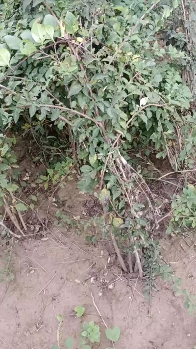 出售药用连翘苗，科研五号优质种苗，2/5年苗，药用连翘树，挂果树，全国包邮到家！财富密码18534302961