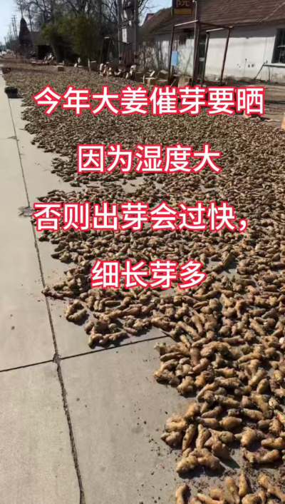 今年大姜催芽要晒种！