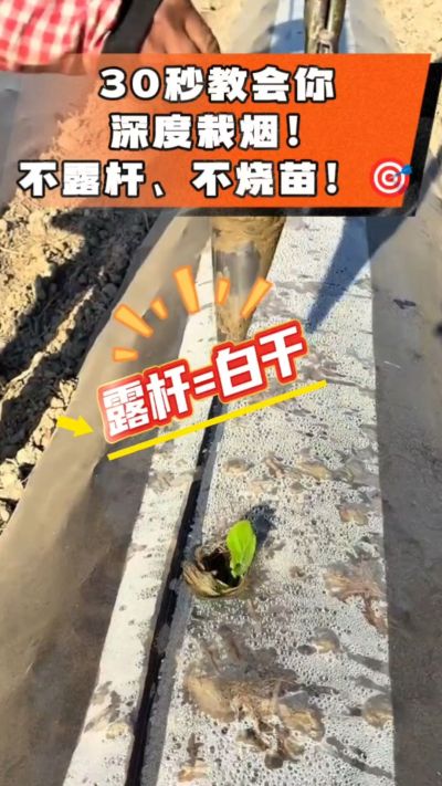 这个栽法太关键了！深栽是烤烟成活的根本，亲测有效！