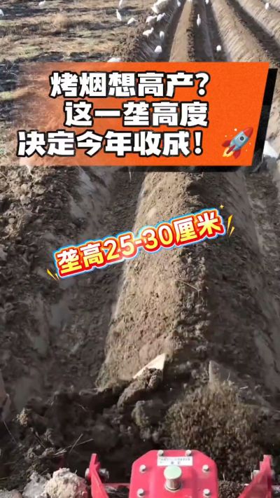 想让烤烟高产，就得从细节抓起。分享一点实打实的干货，只为帮大家少走弯路，种出好烟叶！🌱👍