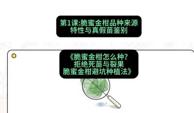 第1节：脆蜜金柑品种来源、特性与真假苗鉴别，课程：《脆蜜金柑怎么种？拒绝死苗与裂果，脆蜜金柑8步避坑种植法》#识农AI