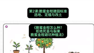 第2节：脆蜜金柑建园标准：选地、定植与改土，课程：《脆蜜金柑怎么种？拒绝死苗与裂果，脆蜜金柑8步避坑种植法》#识农AI