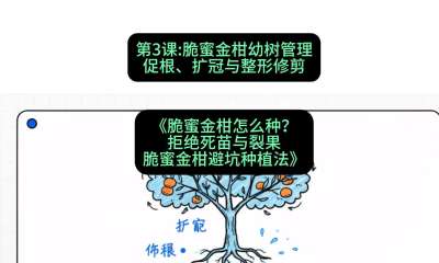 第3节：脆蜜金柑幼树管理：促根、扩冠与整形修剪，课程：《脆蜜金柑怎么种？拒绝死苗与裂果，脆蜜金柑8步避坑种植法》#识农AI