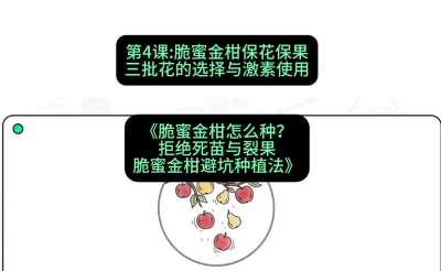 第4节：脆蜜金柑保花保果：三批花的选择与激素使用，课程：《脆蜜金柑怎么种？拒绝死苗与裂果，脆蜜金柑8步避坑种植法》#识农AI